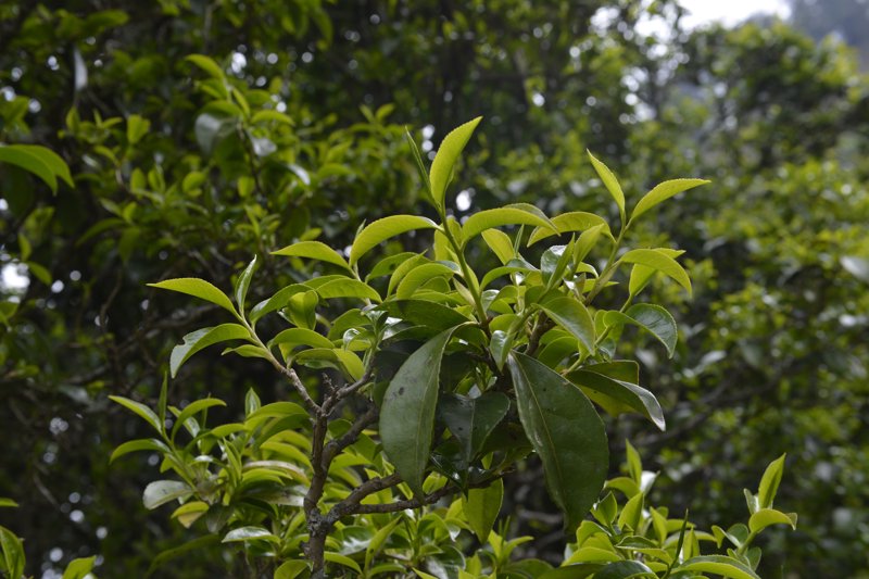 古树茶:天然的绿色宝藏