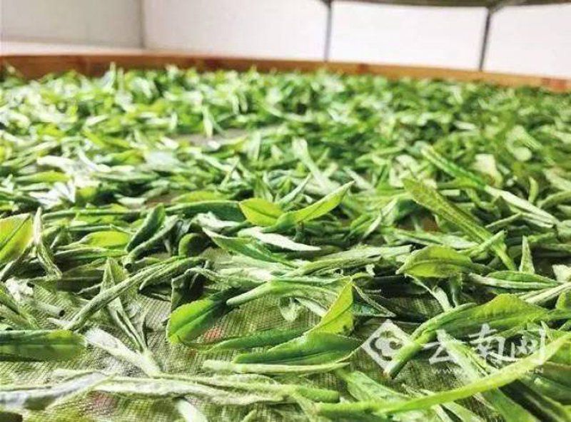 普洱茶批发行业动态:市场发展与趋势探索