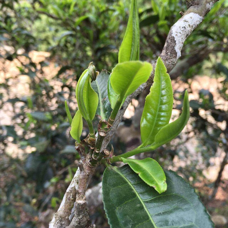 茶饼定制艺术：匠心独运的独特品味